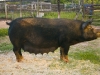 newman_farms-18-lg