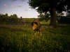newman_farms-19-lg