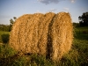 newman_farms-20-lg