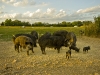 newman_farms-21-lg