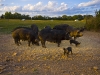 newman_farms-22-lg