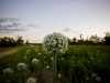 newman_farms-28-lg