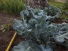 newman_farms-29-lg